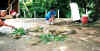 IguaB2.jpg (64641 �Ӧ줸��)