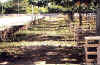 IguaB.jpg (83800 �Ӧ줸��)