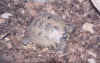 tor11.jpg (33979 �Ӧ줸��)
